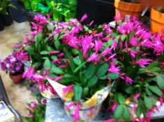 2012-04-02 Zygo Cactus.jpg